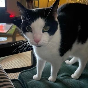 Meet your Posher, Reagan